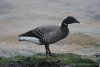 Dark-bellied Brent Goose at Westcliff Seafront (Steve Arlow) (86369 bytes)
